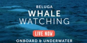 Beluga Whale watching